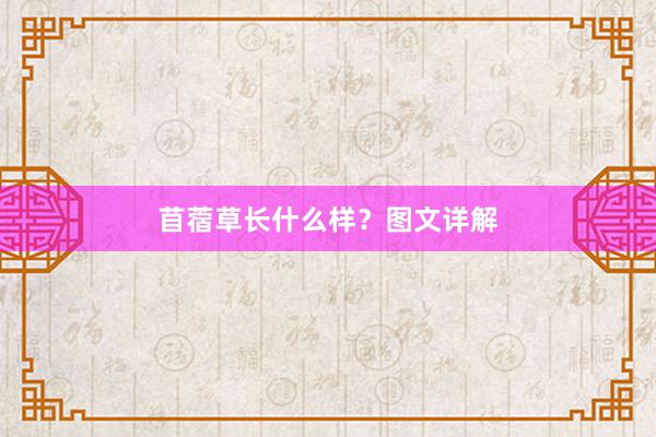 苜蓿草长什么样？图文详解