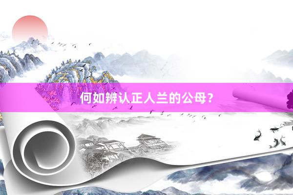 何如辨认正人兰的公母？